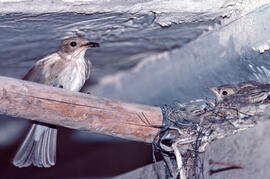 Picamosques ("Muscicapa striata")