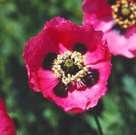 Cascall ("Papaver somniferum")