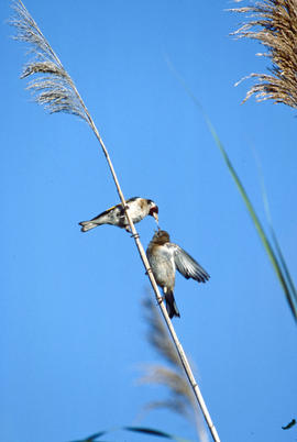 Caderneres ("Carduelis carduelis")