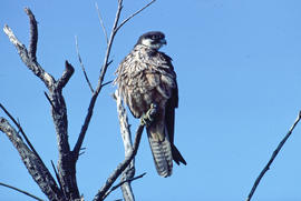 Falcó ("Falco peregrinus")