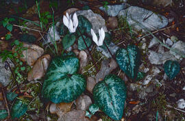 Ciclamen ("Cyclamen persicum")