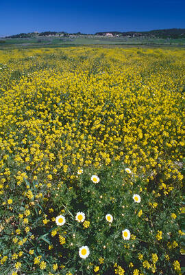 Col borda ("Brassica balearica") i Margalides ("Glebionis segetum")