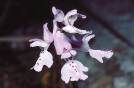 Orquídia ("Orchis mascula")