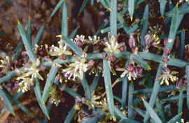 Espareguera marina ("Asparagus horridus")