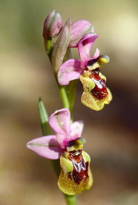 Mosca vermella ("Ophrys tenthredinifera")