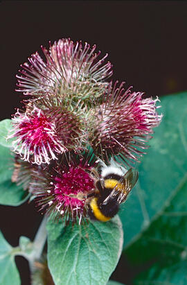 Lloba-carda ("Cirsium vulgare")