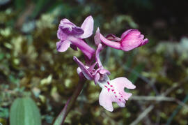 Orquídia ("Orchis mascula")