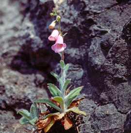 Dedalera ("Digitalis purpurea")