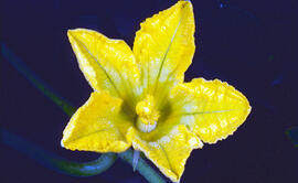 Metzines ("Solanum linnaeanum")