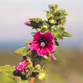 Malva ("Malva arborea")