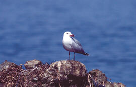 Gavina ("Larus michahellis")