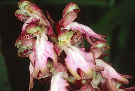 Mosques grosses ("Himantoglossum robertianum")
