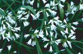 Vitrac ("Allium triquetrum")