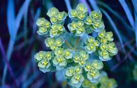 "Euphorbia helioscopia"