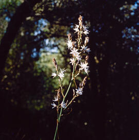 Porrassa ("Asphodelus ramosus")