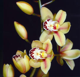 Orquídia barca ("Cymbidium")