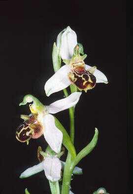 Orquídia abella ("Ophrys apifera")