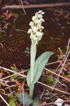 Orquídia ("Neotinea tridentata")