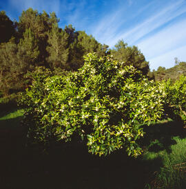 "Callitriche palustris"