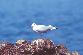 Gavina ("Larus michahellis")