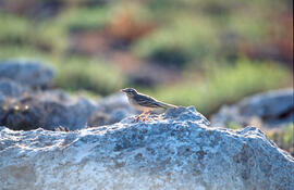 Titina d'estiu ("Anthus campestris")