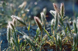 Ordi ("Hordeum vulgare")