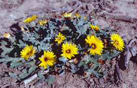 Cosconilla ("Reichardia picroides")