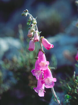 Dedalera ("Digitalis minor")