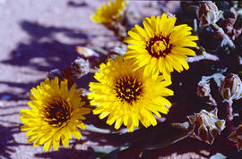 Cosconilla ("Reichardia picroides")