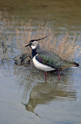 Jua ("Vanellus vanellus")