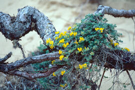 Gatosa europea ("Ulex europaeus")