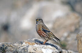 Xalambrí de muntanya ("Prunella collaris")