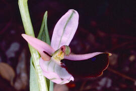 Orquídia ("Ophrys balearica")