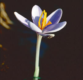 "Crocus biflorus"