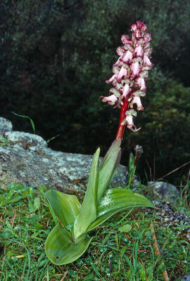 Mosques grosses ("Himantoglossum robertianum")
