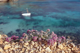 Farigola ("Teucrium capitatum")