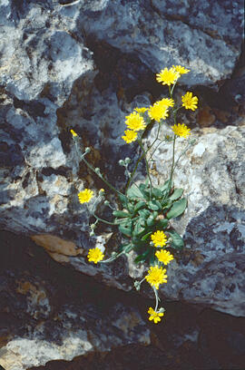 Pelosella ("Hieracium pilosella")