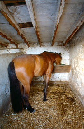 Cavall a l'estable