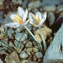 Safrà bord ("Crocus cambessedesii")