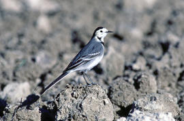 Xàtxero blanc ("Motacilla alba")