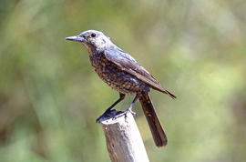 Pàssera ("Monticola solitarius")