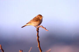 Titina d'estiu ("Anthus campestris")