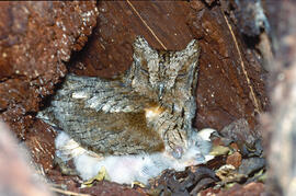 Mussol amb els seus polls ("Otus scops")