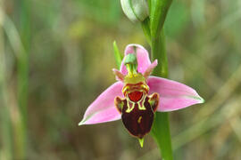 Orquídia abella ("Ophrys apifera")