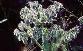 Borratja ("Borago officinalis")