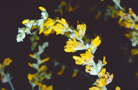 Botja de cuques ("Anthyllis cytisoides")