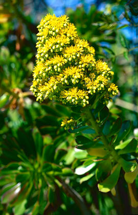 Aeònium ("Aeonium arboreum")