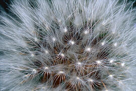 Dent de lleó ("Taraxacum officinale")