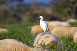 Garcet boví ("Bubulcus ibis")