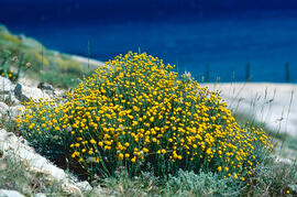 Camamilla groga ("Santolina chamaecyparissus")